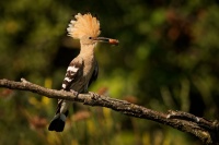 Dudek chocholaty - Upupa epops - Common Hoopoe o0169